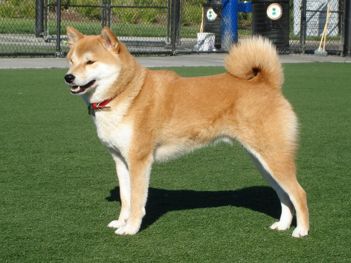 Unveiling the Mysterious and Loyal Nature of Japanese Shiba Inu Temperament Unveiling the Mysterious and Loyal Nature of Japanese Shiba Inu Temperament