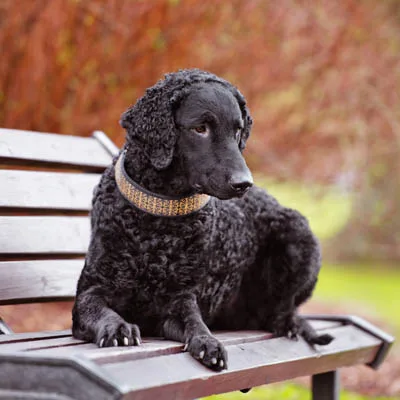 The Ultimate Guide to Training Your Curly-Coated Retriever Puppy The Ultimate Guide to Training Your Curly-Coated Retriever Puppy