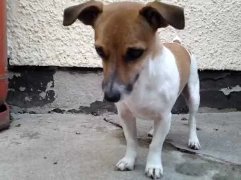 Unveiling the Mystery of Miniature Jack Russell Terriers: DNA-Recorded Puppies for Sale
