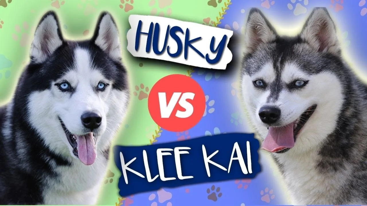 Unveiling the Cost: Alaskan Klee Kai Puppy Price Guide Unveiling the Cost: Alaskan Klee Kai Puppy Price Guide