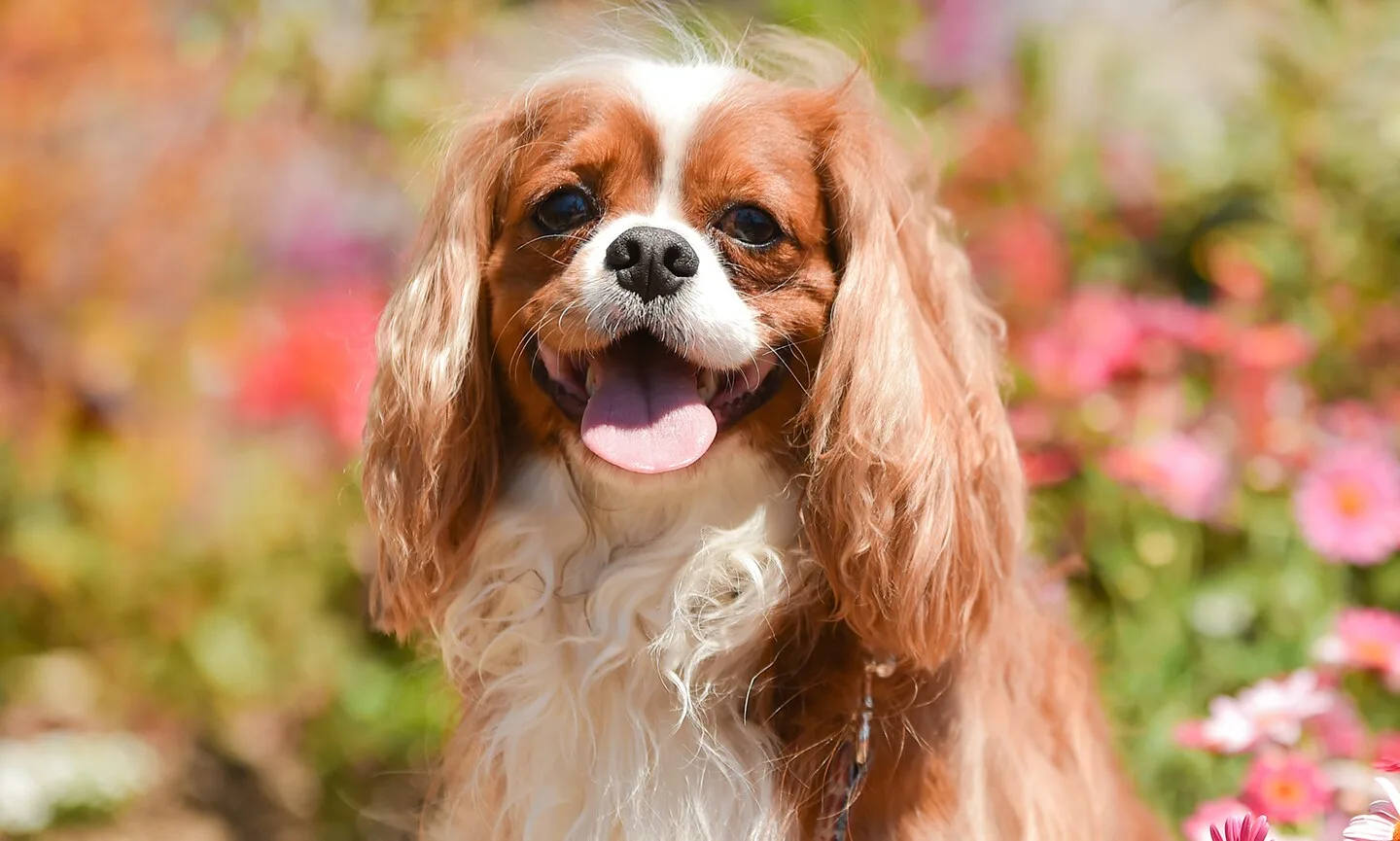 Adorable Cavalier King Charles Spaniel: A Photographic Journey