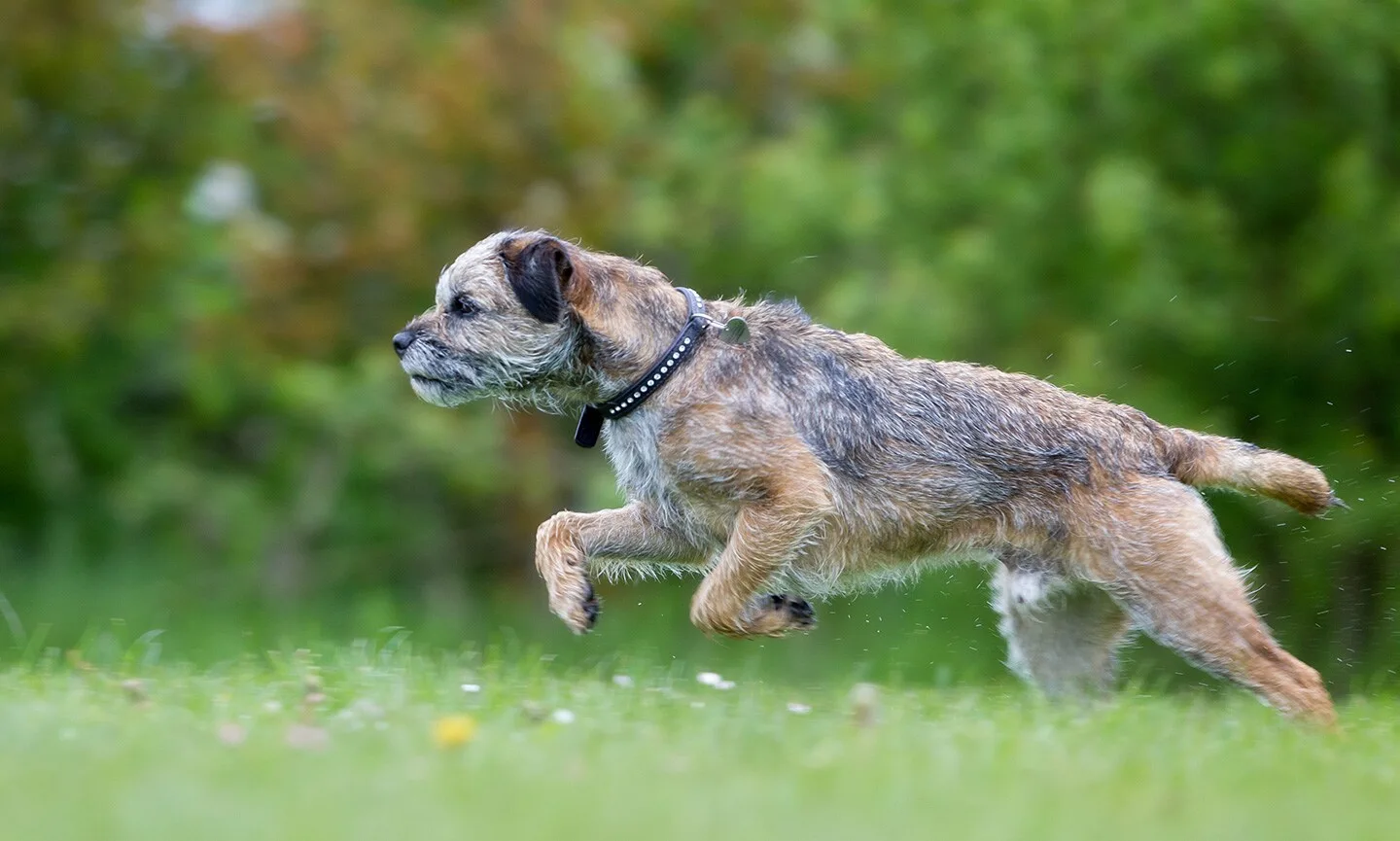 Choosing Between a Border Terrier and Jack Russell: A Guide for Sports Enthusiasts Choosing Between a Border Terrier and Jack Russell: A Guide for Sports Enthusiasts