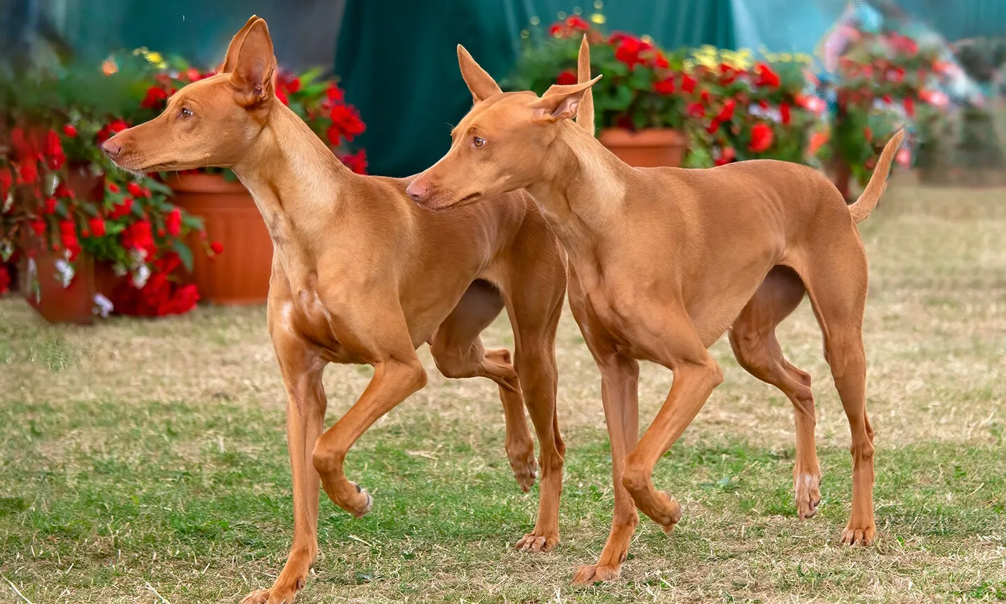 Discover Rare Black Pharaoh Hound Puppies Near You! Discover Rare Black Pharaoh Hound Puppies Near You!
