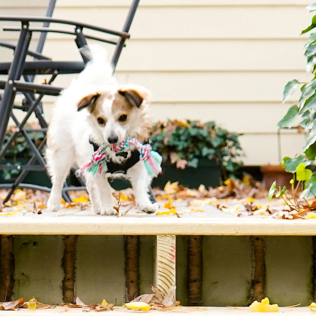 Unveiling the Mystery of Miniature Jack Russell Terriers: DNA-Recorded Puppies for Sale
