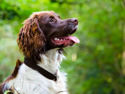 Understanding Health Challenges: A Comprehensive Guide for English Springer Spaniel Owners Understanding Health Challenges: A Comprehensive Guide for English Springer Spaniel Owners