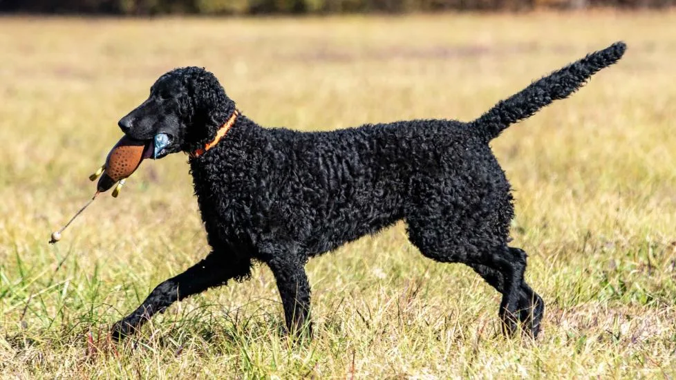 The Ultimate Guide to Training Your Curly-Coated Retriever Puppy The Ultimate Guide to Training Your Curly-Coated Retriever Puppy