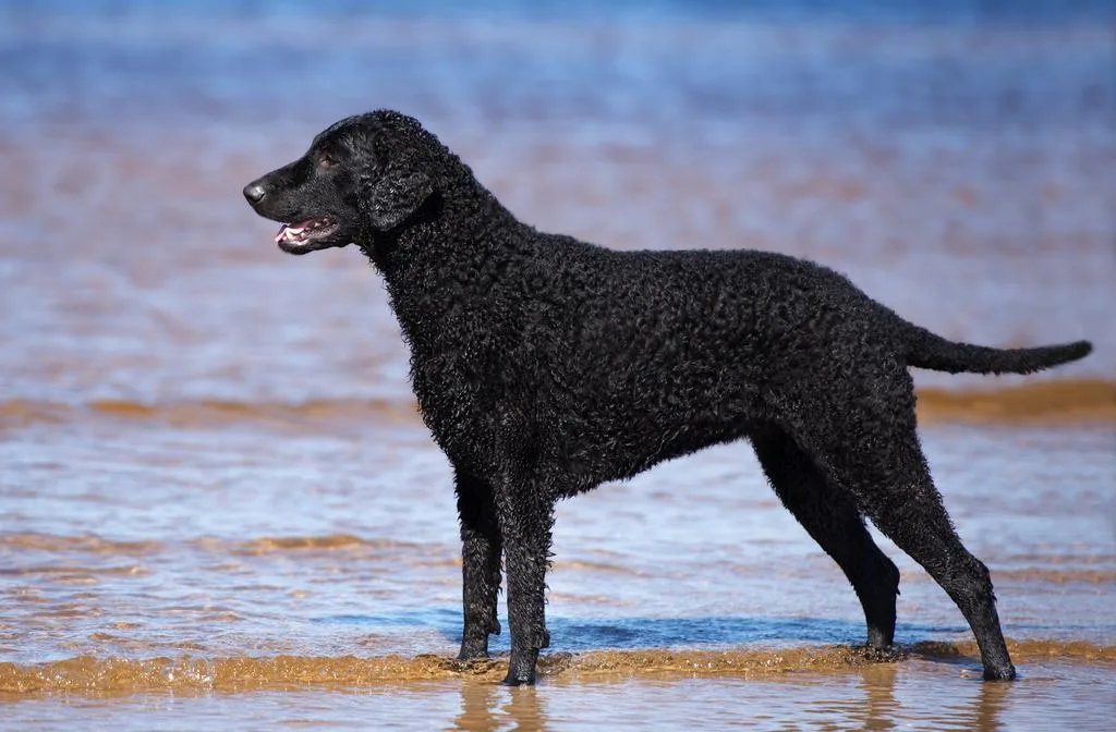 The Ultimate Guide to Training Your Curly-Coated Retriever Puppy The Ultimate Guide to Training Your Curly-Coated Retriever Puppy