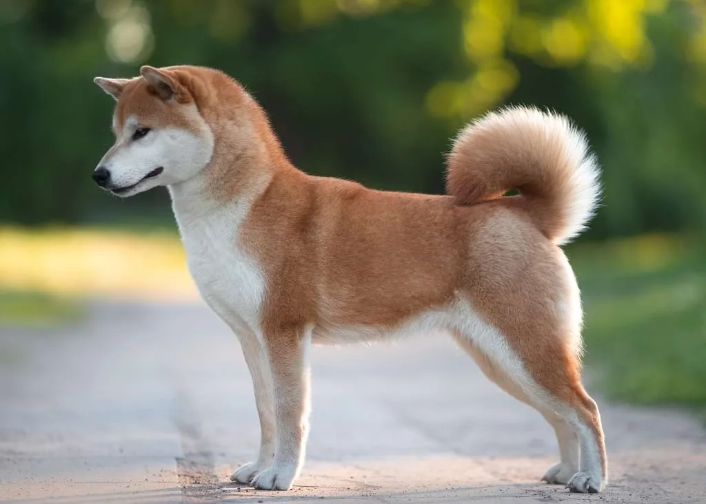Unveiling the Mysterious and Loyal Nature of Japanese Shiba Inu Temperament Unveiling the Mysterious and Loyal Nature of Japanese Shiba Inu Temperament