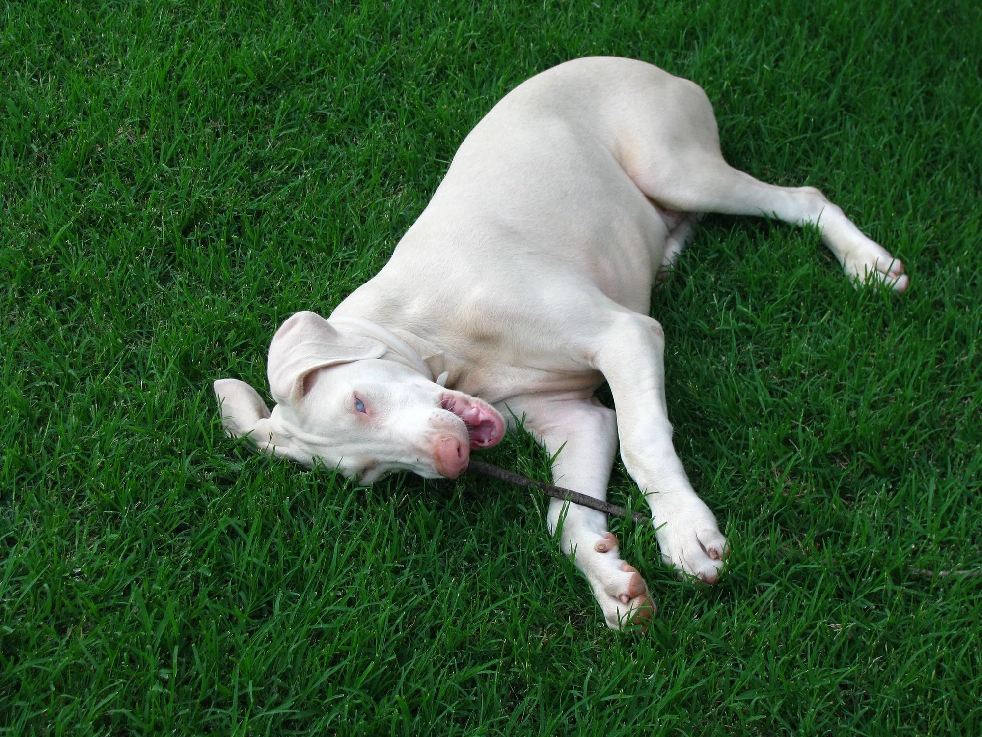 The Allure of White Doberman Pinscher Puppies: What Makes Them Special? The Allure of White Doberman Pinscher Puppies: What Makes Them Special?