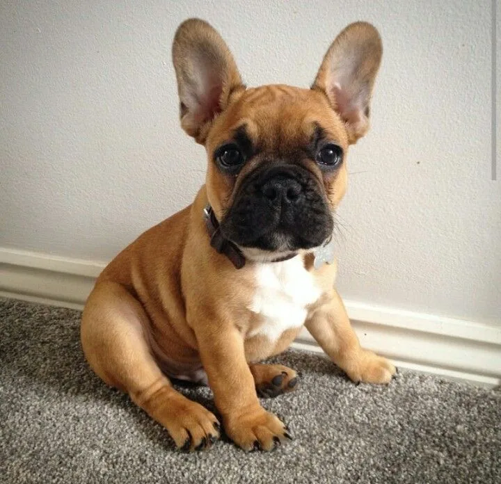 Unveiling the Search for Long-Nosed French Bulldog Breeds in the USA