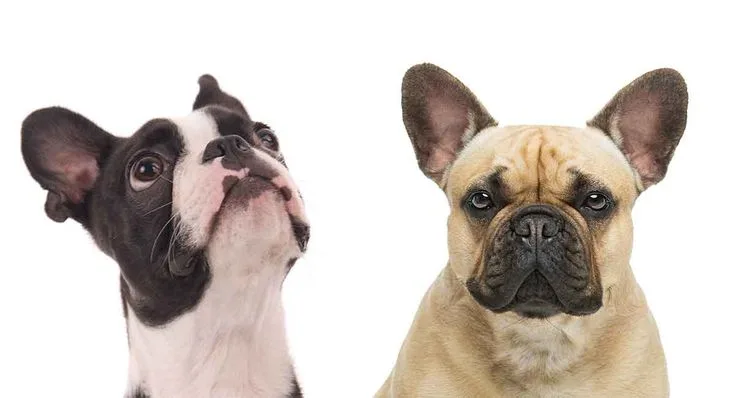 Unveiling the Frenchton: A Perfect Blend of French Bulldog and Boston Terrier
