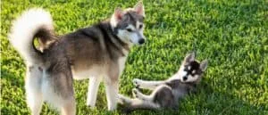 Unveiling the Cost: Alaskan Klee Kai Puppy Price Guide Unveiling the Cost: Alaskan Klee Kai Puppy Price Guide