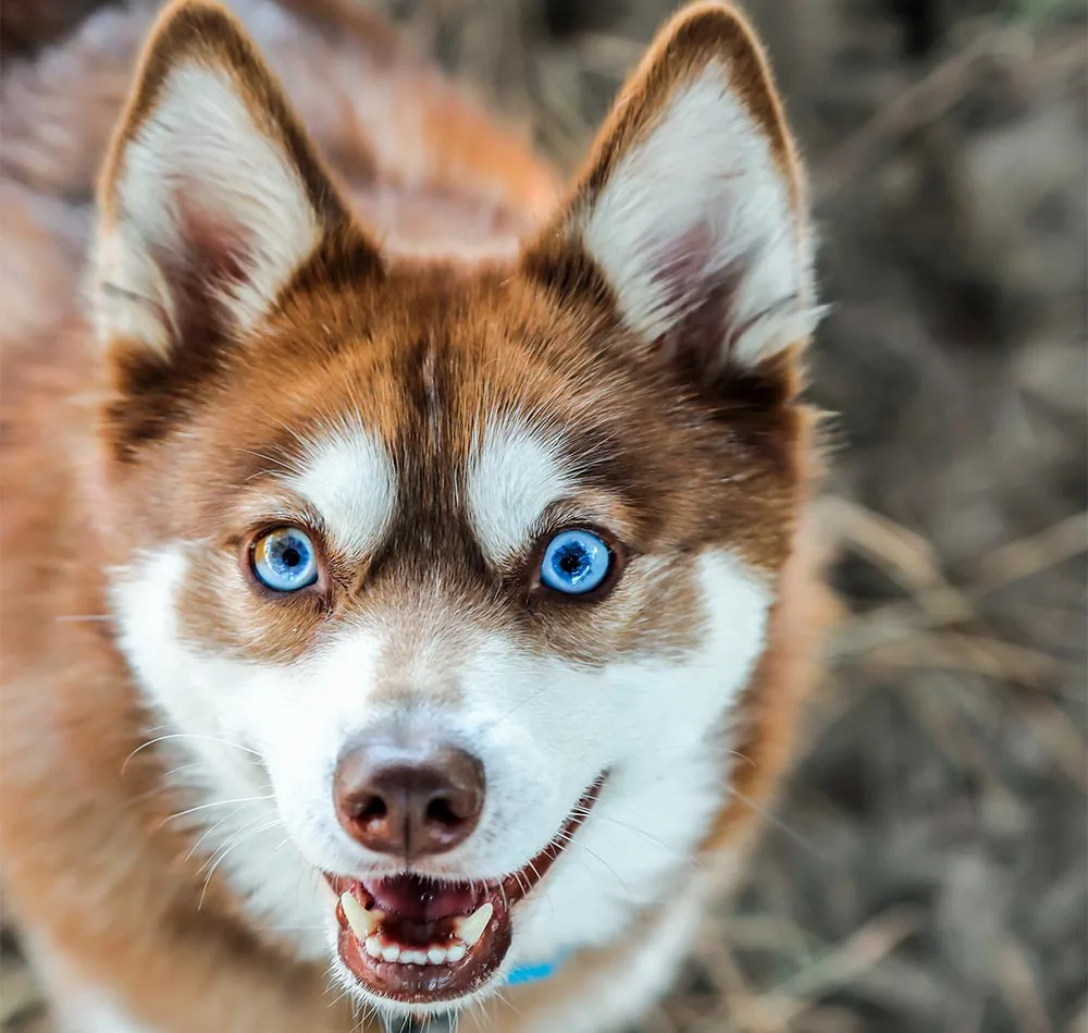 Unveiling the Cost: Alaskan Klee Kai Puppy Price Guide Unveiling the Cost: Alaskan Klee Kai Puppy Price Guide