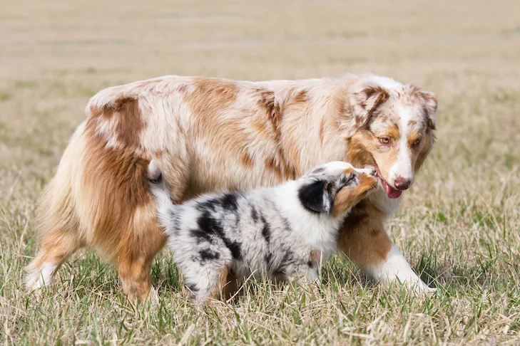 Exploring the Beauty of Merle: The Most Popular Breeds Revealed