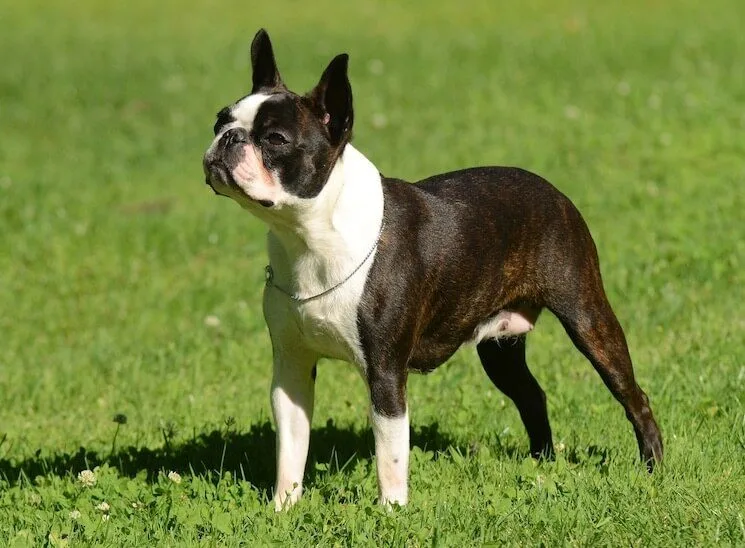 Unveiling the Frenchton: A Perfect Blend of French Bulldog and Boston Terrier
