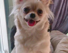 Unleashing the Chi-Chi: The Unique Blend of Chinese Crested and Chihuahua Unleashing the Chi-Chi: The Unique Blend of Chinese Crested and Chihuahua