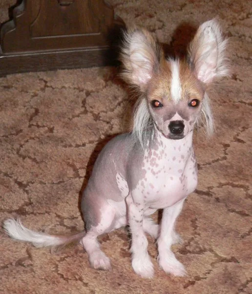 Unleashing the Chi-Chi: The Unique Blend of Chinese Crested and Chihuahua Unleashing the Chi-Chi: The Unique Blend of Chinese Crested and Chihuahua