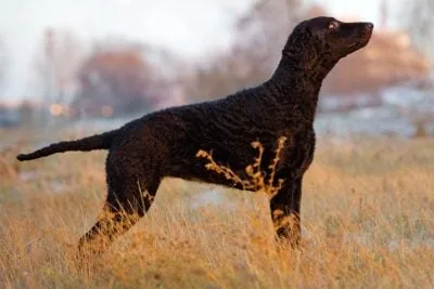 The Ultimate Guide to Training Your Curly-Coated Retriever Puppy The Ultimate Guide to Training Your Curly-Coated Retriever Puppy
