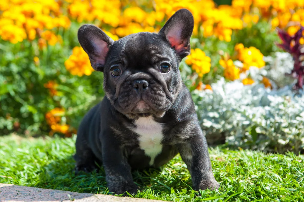 Your Guide to Finding the Perfect French Bulldog Puppy