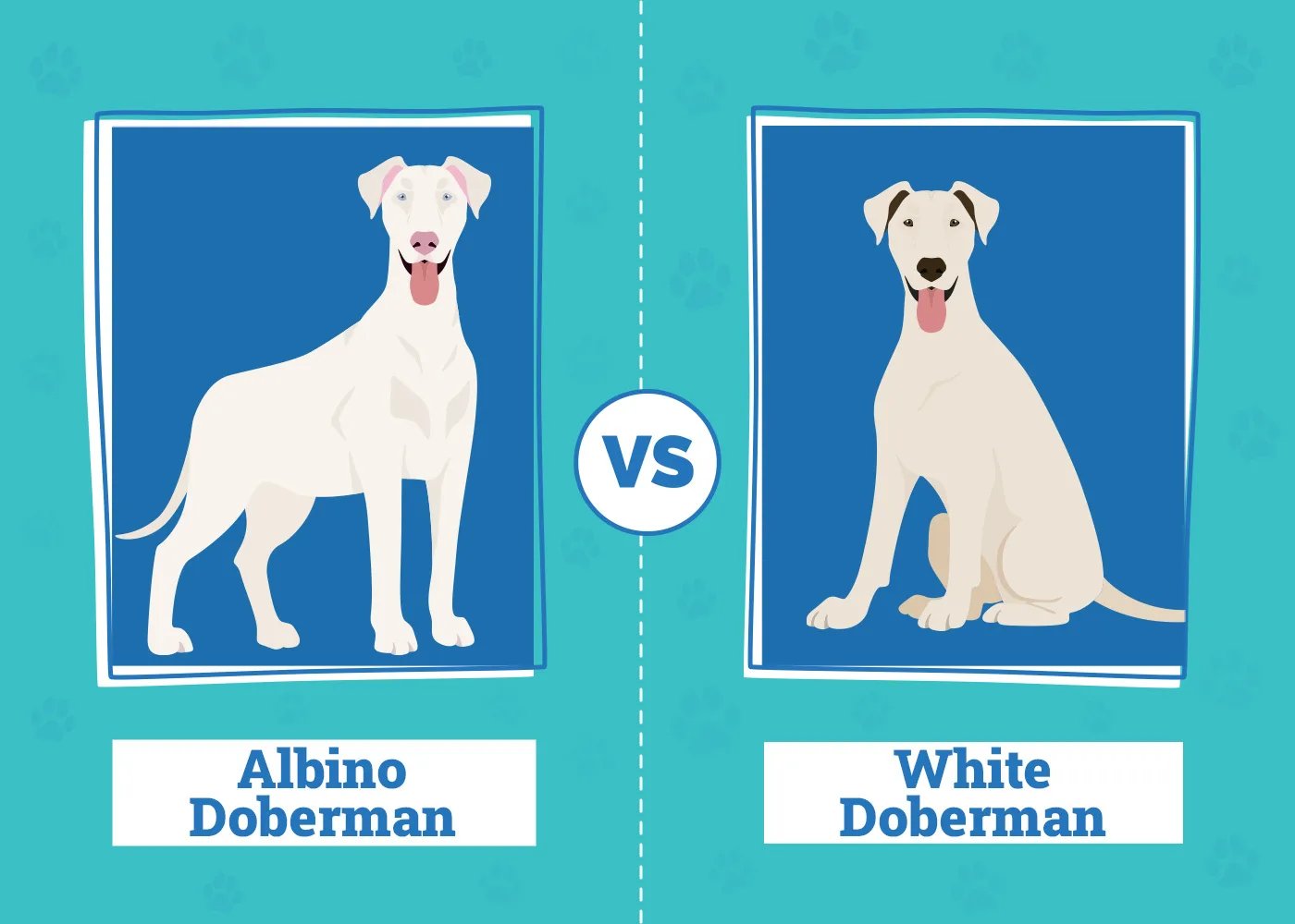 The Allure of White Doberman Pinscher Puppies: What Makes Them Special? The Allure of White Doberman Pinscher Puppies: What Makes Them Special?
