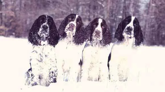 Understanding Health Challenges: A Comprehensive Guide for English Springer Spaniel Owners Understanding Health Challenges: A Comprehensive Guide for English Springer Spaniel Owners