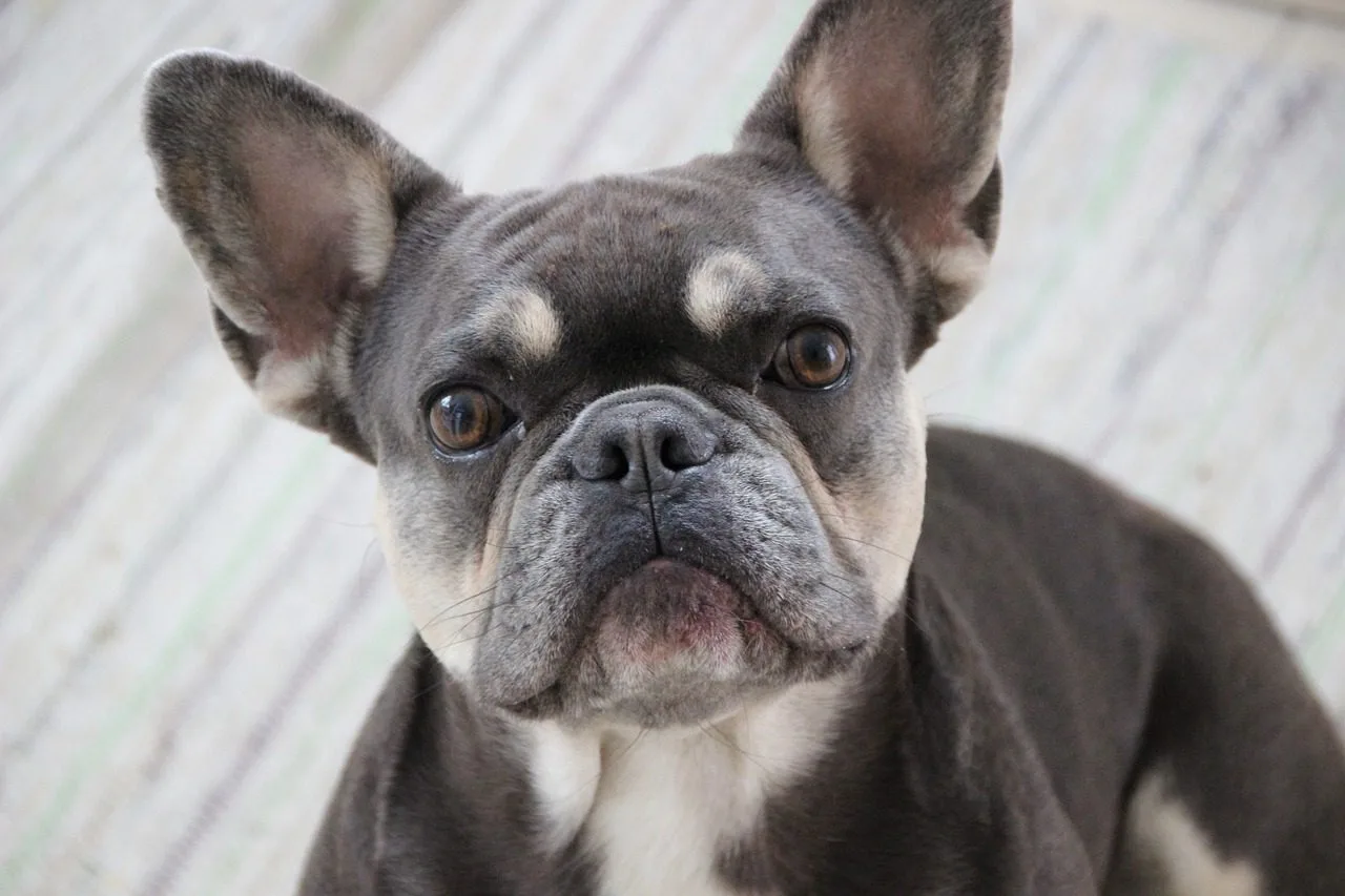 Unveiling the Frenchton: A Perfect Blend of French Bulldog and Boston Terrier