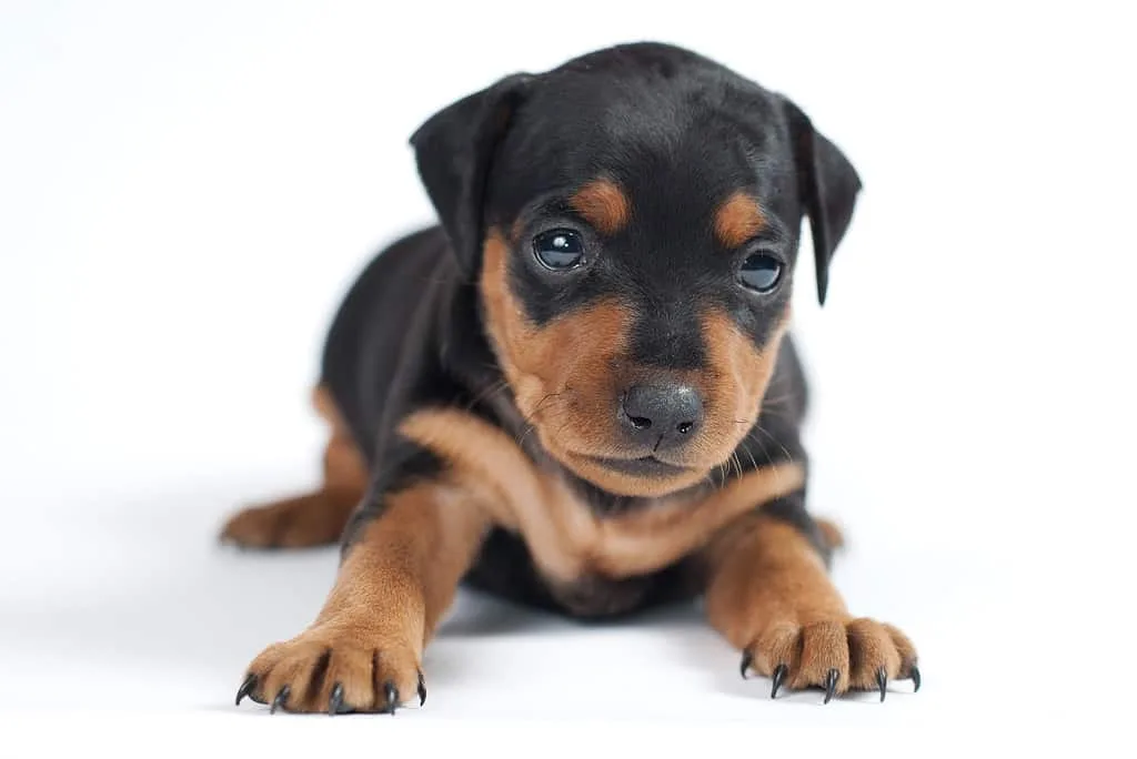 Unlocking the Price Mystery: How Much Does a Miniature Pinscher Cost in 2024? Unlocking the Price Mystery: How Much Does a Miniature Pinscher Cost in 2024?