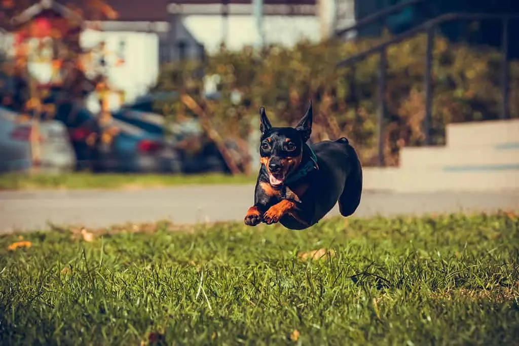 Unlocking the Price Mystery: How Much Does a Miniature Pinscher Cost in 2024? Unlocking the Price Mystery: How Much Does a Miniature Pinscher Cost in 2024?