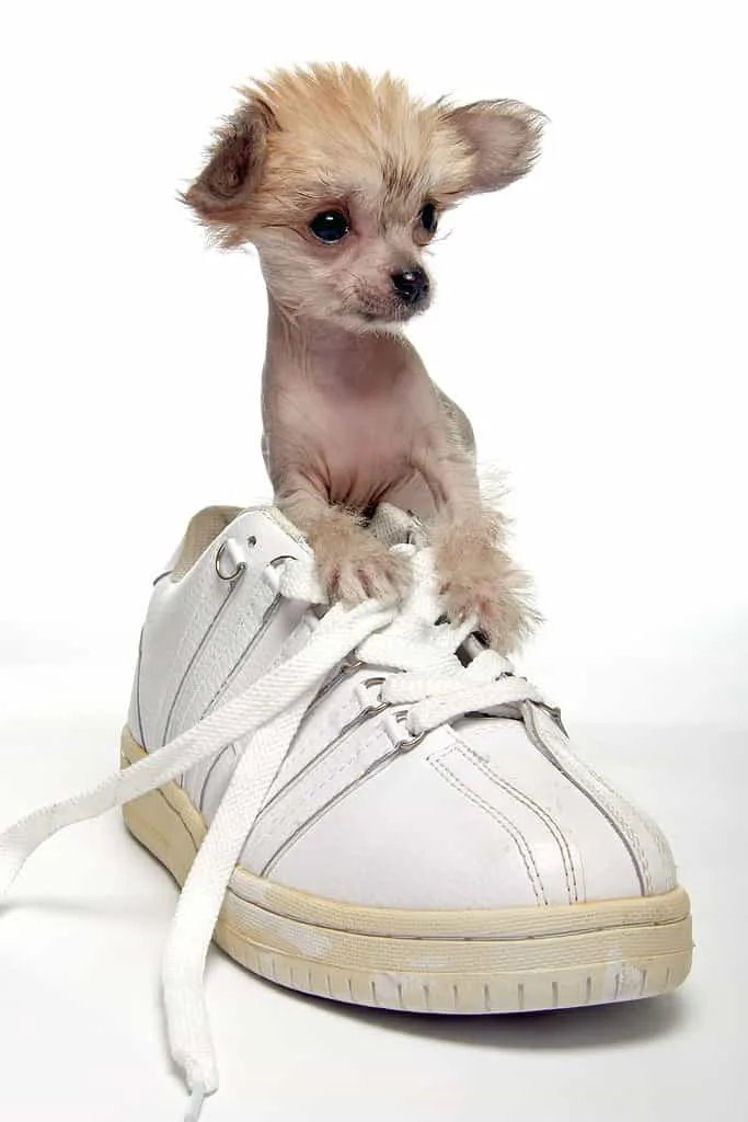 Unleashing the Chi-Chi: The Unique Blend of Chinese Crested and Chihuahua Unleashing the Chi-Chi: The Unique Blend of Chinese Crested and Chihuahua