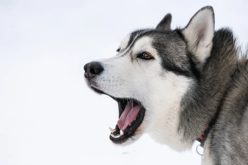 The Husky Scream: Why Do Huskies Howl, Whine, and Yell?