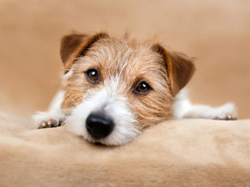 Choosing Between a Border Terrier and Jack Russell: A Guide for Sports Enthusiasts Choosing Between a Border Terrier and Jack Russell: A Guide for Sports Enthusiasts