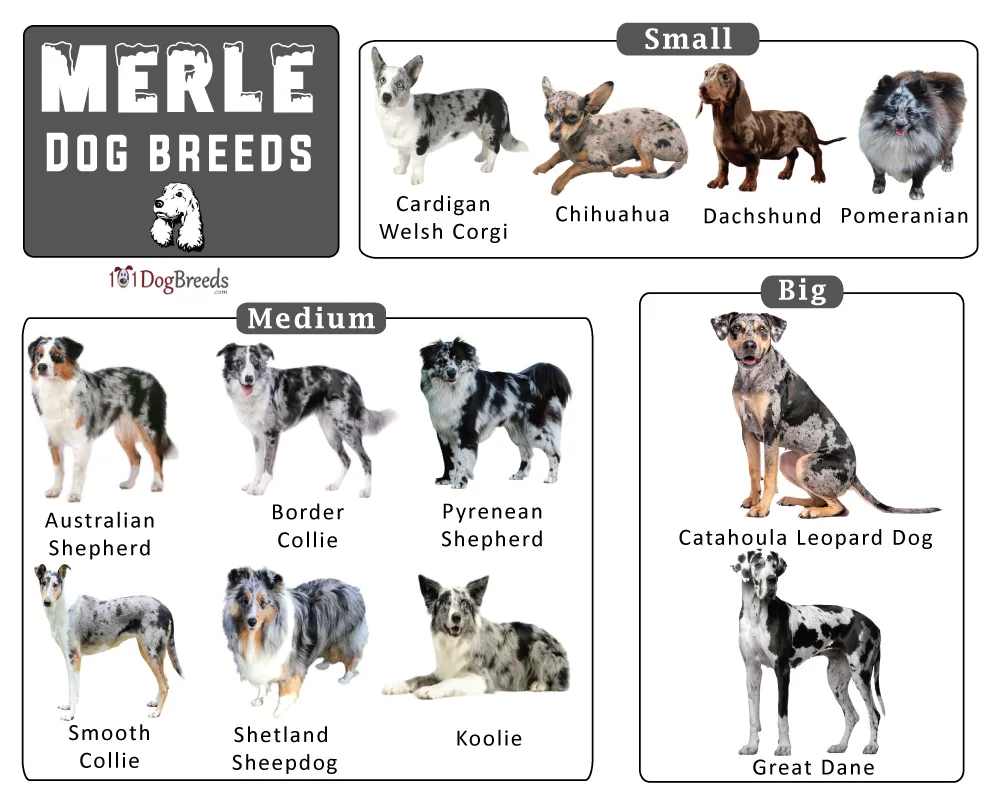 Exploring the Beauty of Merle: The Most Popular Breeds Revealed Exploring the Beauty of Merle: The Most Popular Breeds Revealed