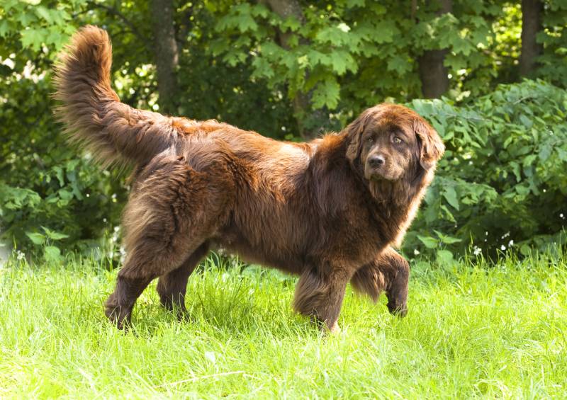What's the Price Tag for a Newfoundland Dog in 2024? What's the Price Tag for a Newfoundland Dog in 2024?