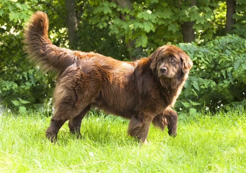 What's the Price Tag for a Newfoundland Dog in 2024? What's the Price Tag for a Newfoundland Dog in 2024?