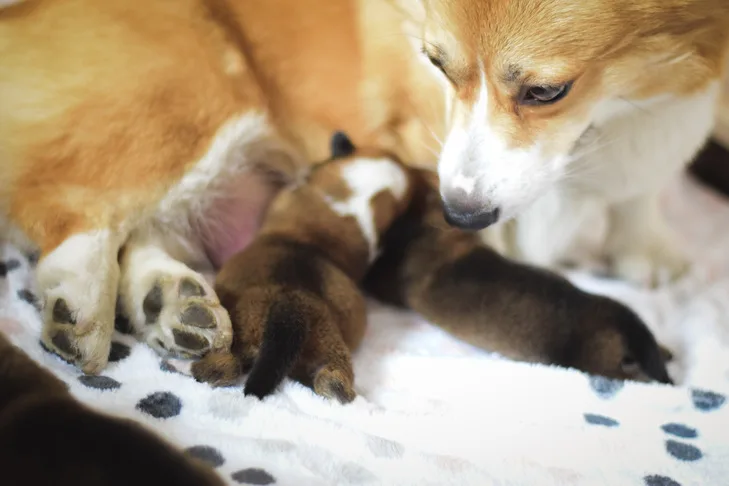 Unveiling the Secrets: How to Spot a Responsible and Caring Dog Breeder