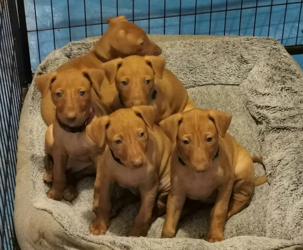 Discover Rare Black Pharaoh Hound Puppies Near You! Discover Rare Black Pharaoh Hound Puppies Near You!