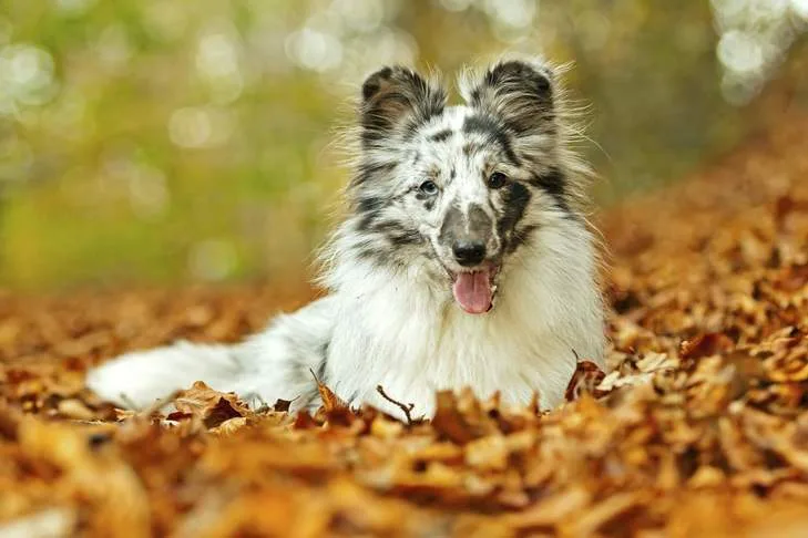 Exploring the Beauty of Merle: The Most Popular Breeds Revealed Exploring the Beauty of Merle: The Most Popular Breeds Revealed