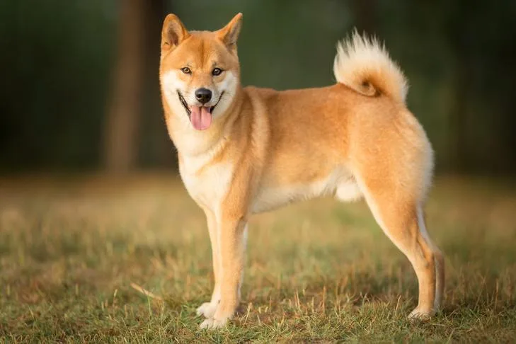 Unveiling the Mysterious and Loyal Nature of Japanese Shiba Inu Temperament Unveiling the Mysterious and Loyal Nature of Japanese Shiba Inu Temperament