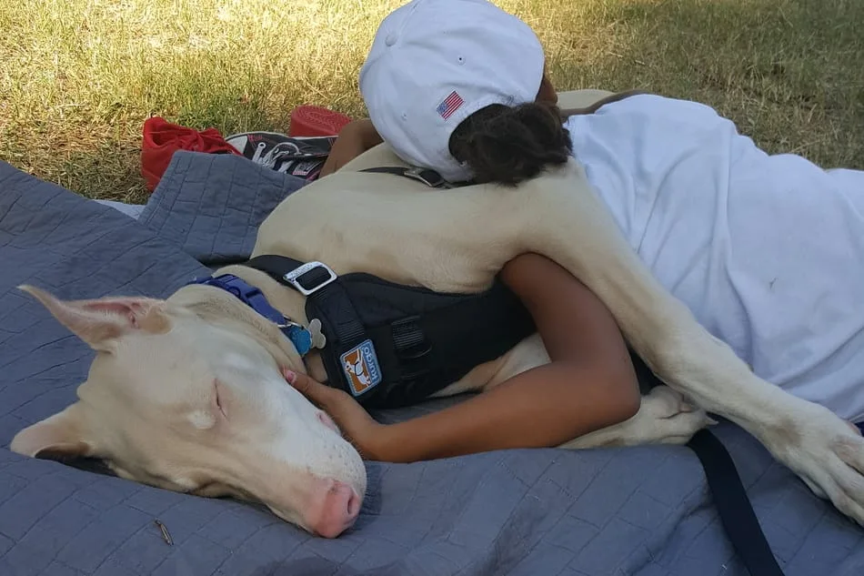 The Allure of White Doberman Pinscher Puppies: What Makes Them Special? The Allure of White Doberman Pinscher Puppies: What Makes Them Special?