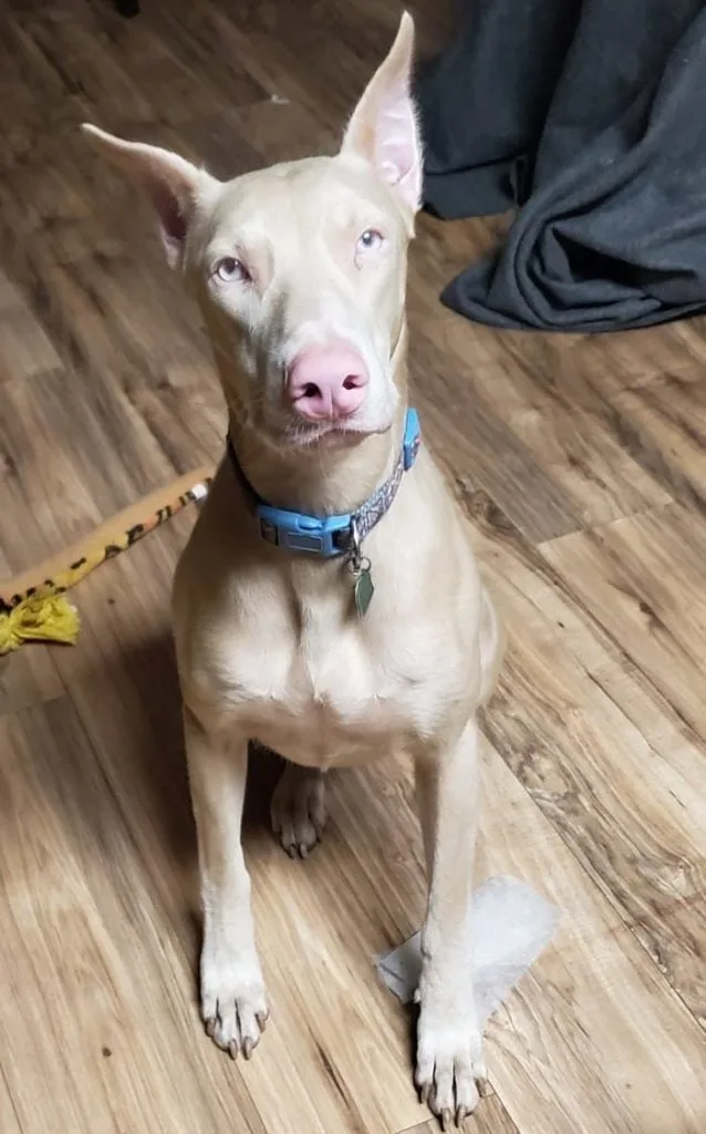 The Allure of White Doberman Pinscher Puppies: What Makes Them Special? The Allure of White Doberman Pinscher Puppies: What Makes Them Special?