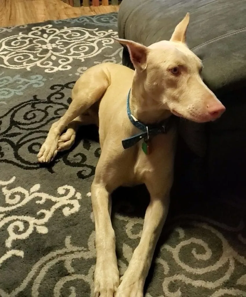 The Allure of White Doberman Pinscher Puppies: What Makes Them Special? The Allure of White Doberman Pinscher Puppies: What Makes Them Special?