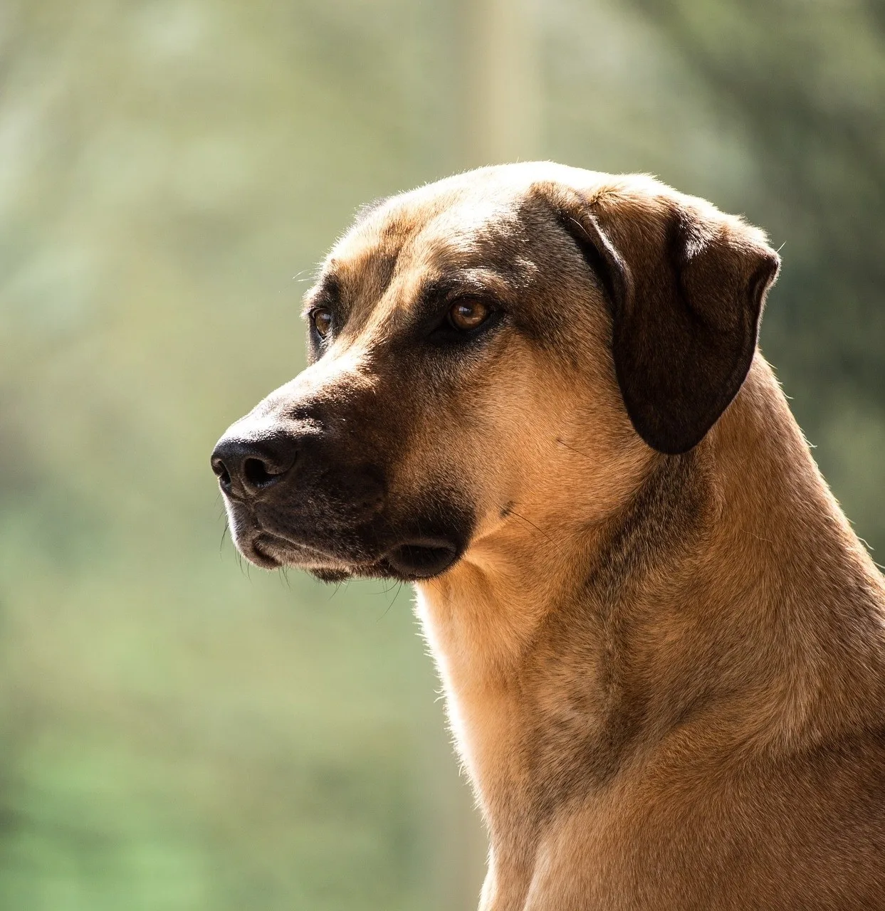 Understanding Kangal Dog Prices: What You Need to Know Before You Buy Understanding Kangal Dog Prices: What You Need to Know Before You Buy