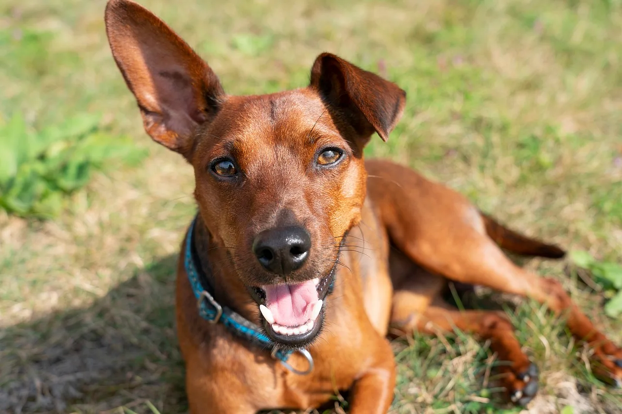 Unlocking the Price Mystery: How Much Does a Miniature Pinscher Cost in 2024? Unlocking the Price Mystery: How Much Does a Miniature Pinscher Cost in 2024?