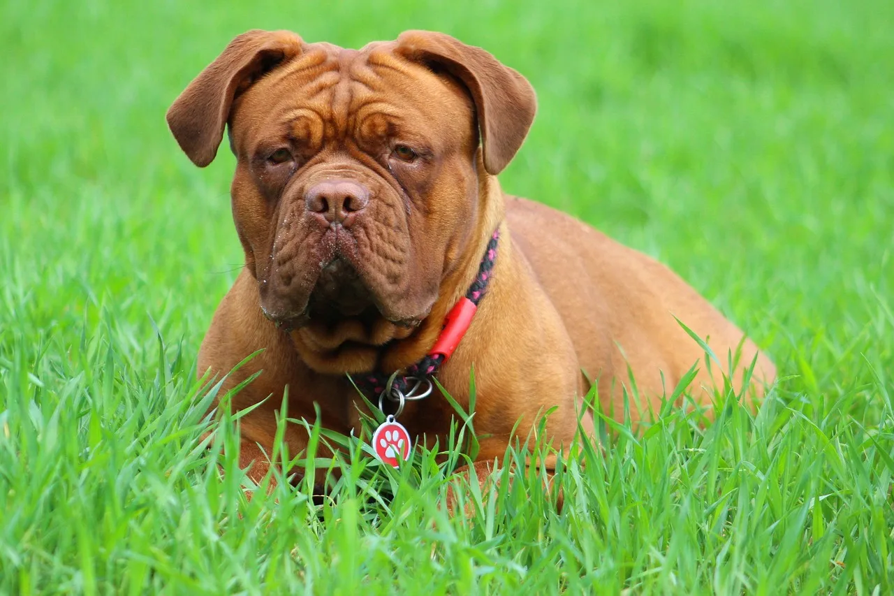 Unveiling the True Cost of Owning a Dogue De Bordeaux Puppy