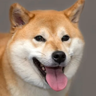 Unveiling the Mysterious and Loyal Nature of Japanese Shiba Inu Temperament Unveiling the Mysterious and Loyal Nature of Japanese Shiba Inu Temperament