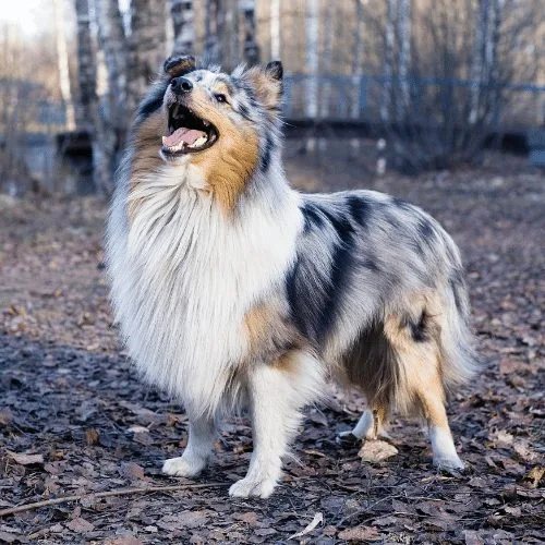 Exploring the Beauty of Merle: The Most Popular Breeds Revealed