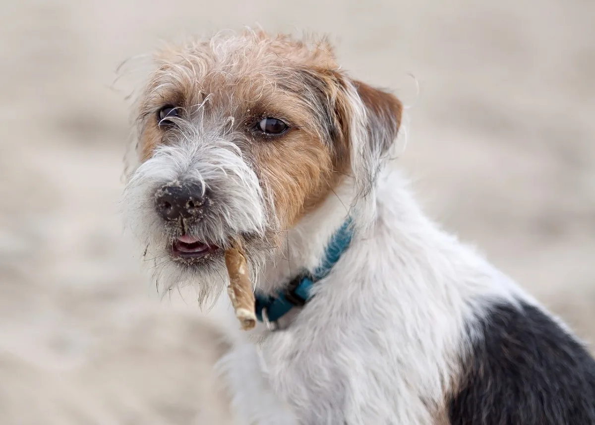 Choosing Between a Border Terrier and Jack Russell: A Guide for Sports Enthusiasts Choosing Between a Border Terrier and Jack Russell: A Guide for Sports Enthusiasts