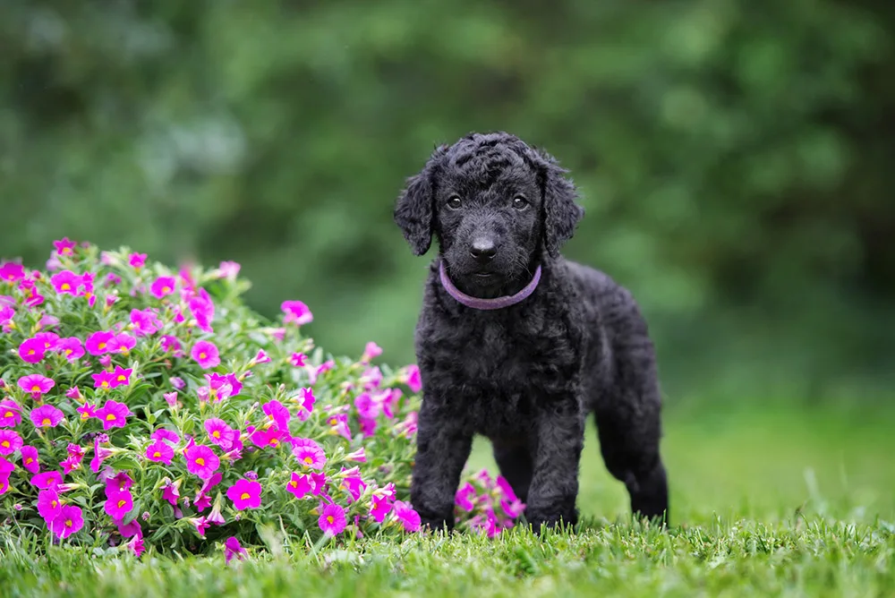 The Ultimate Guide to Training Your Curly-Coated Retriever Puppy The Ultimate Guide to Training Your Curly-Coated Retriever Puppy