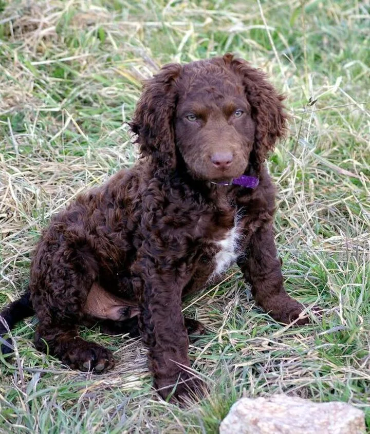 The Ultimate Guide to Training Your Curly-Coated Retriever Puppy The Ultimate Guide to Training Your Curly-Coated Retriever Puppy