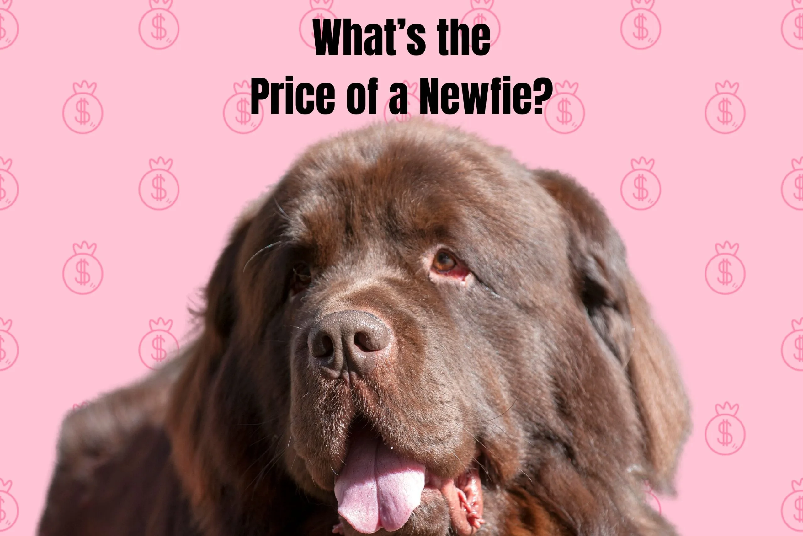 What's the Price Tag for a Newfoundland Dog in 2024? What's the Price Tag for a Newfoundland Dog in 2024?